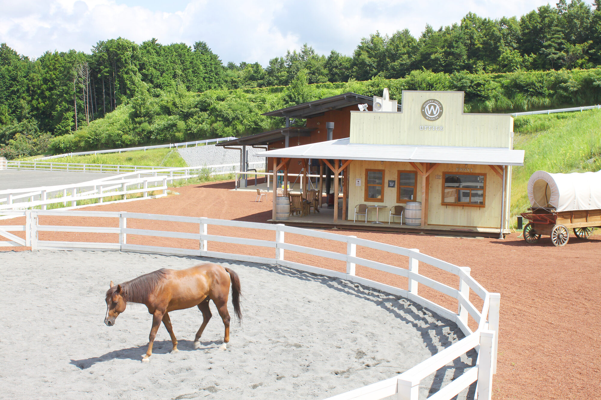 ワイナリーヒルズランチ(乗馬)
