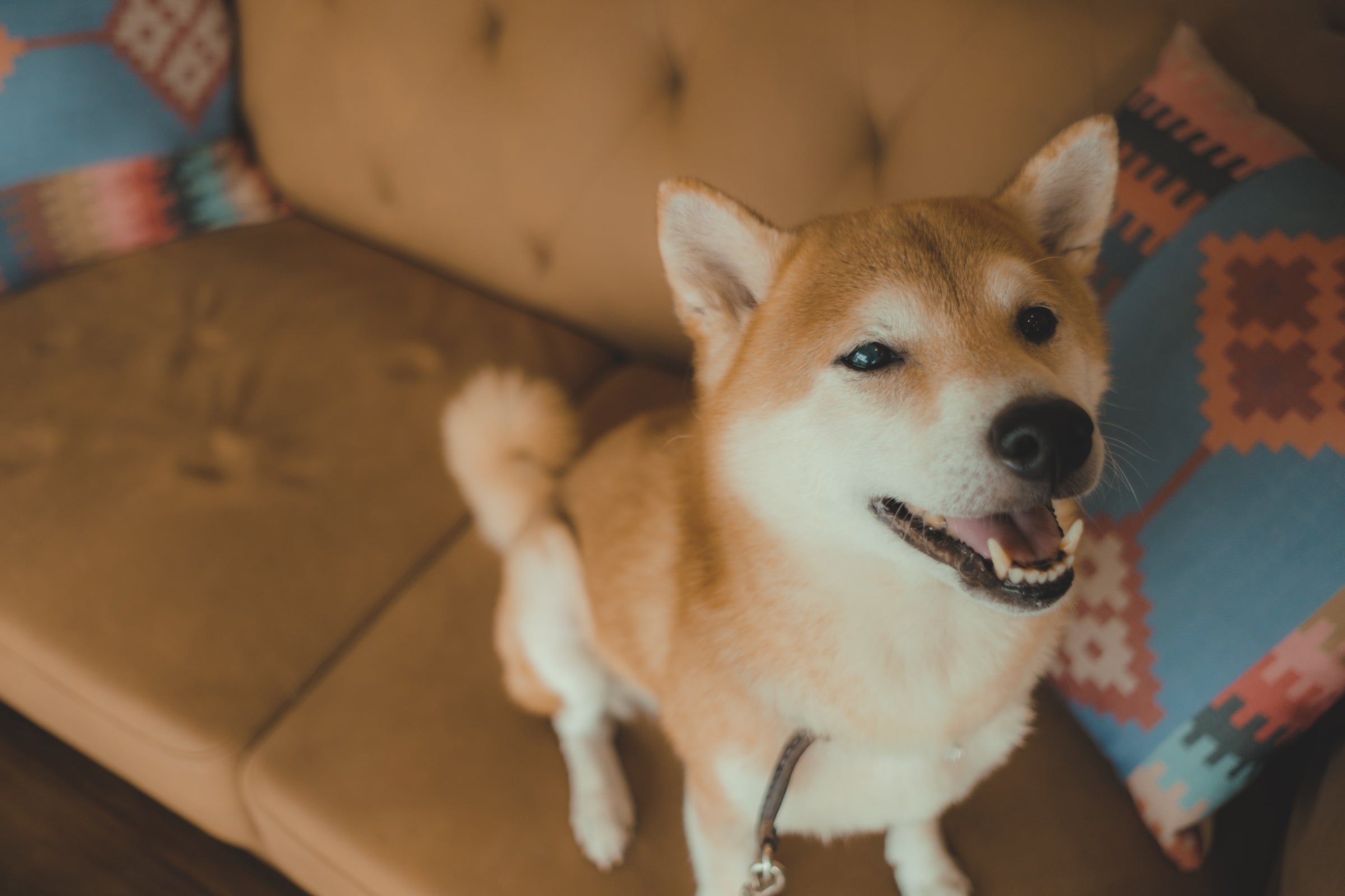 見上げる柴犬